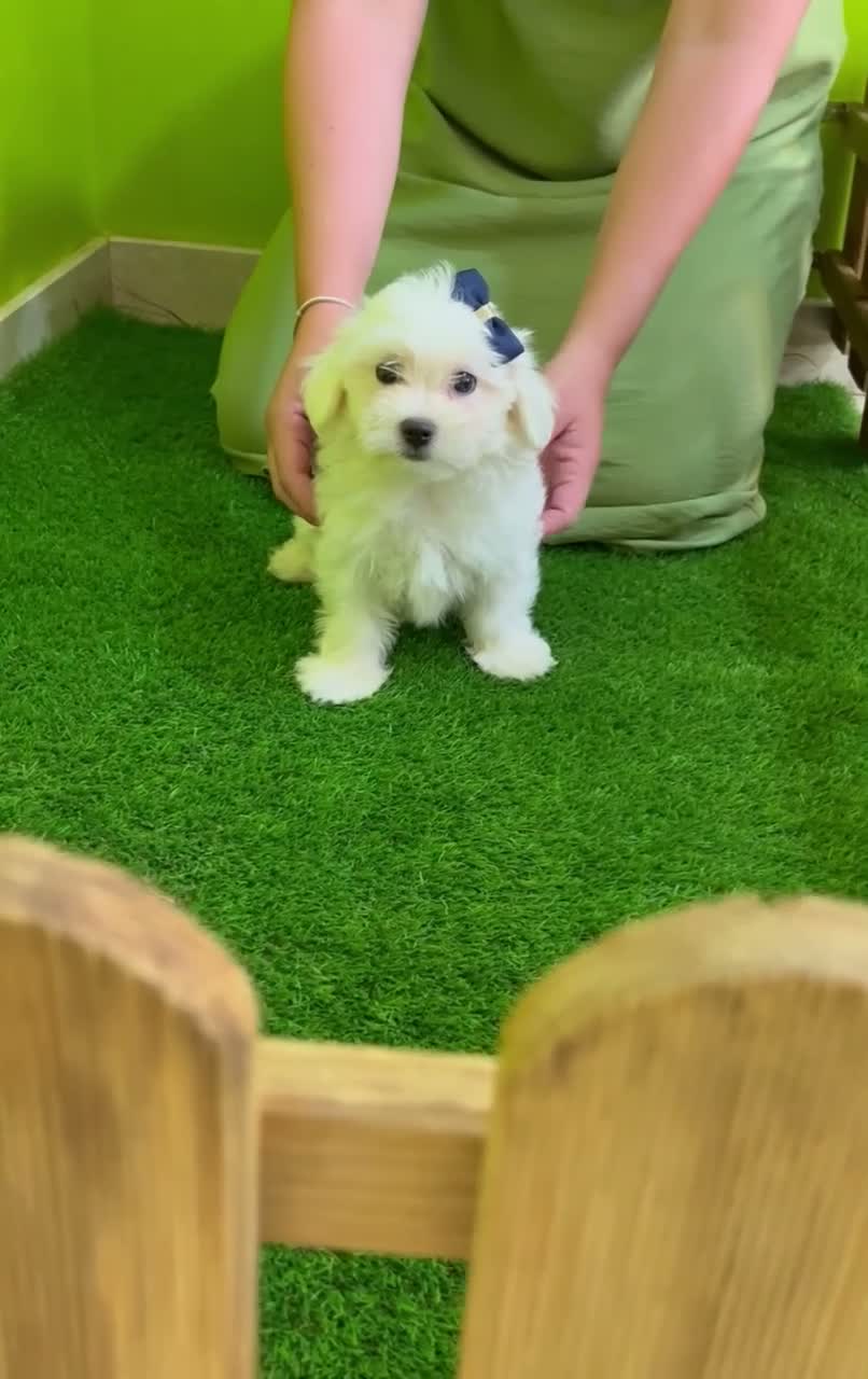Bichón Maltés perros en venta: BICHÓN MALTÉS MACHO - Video 1