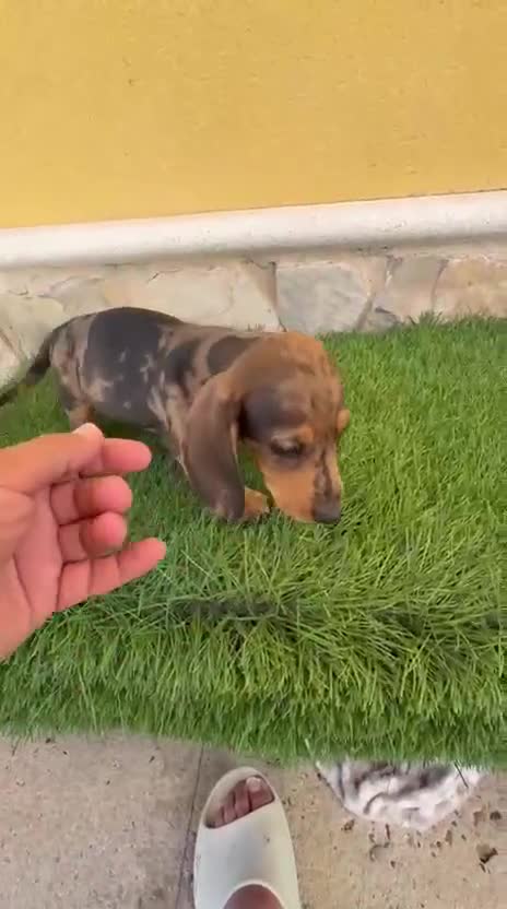 Teckel Miniatura perros en venta: Teckel miniatura merle choco - Video 1