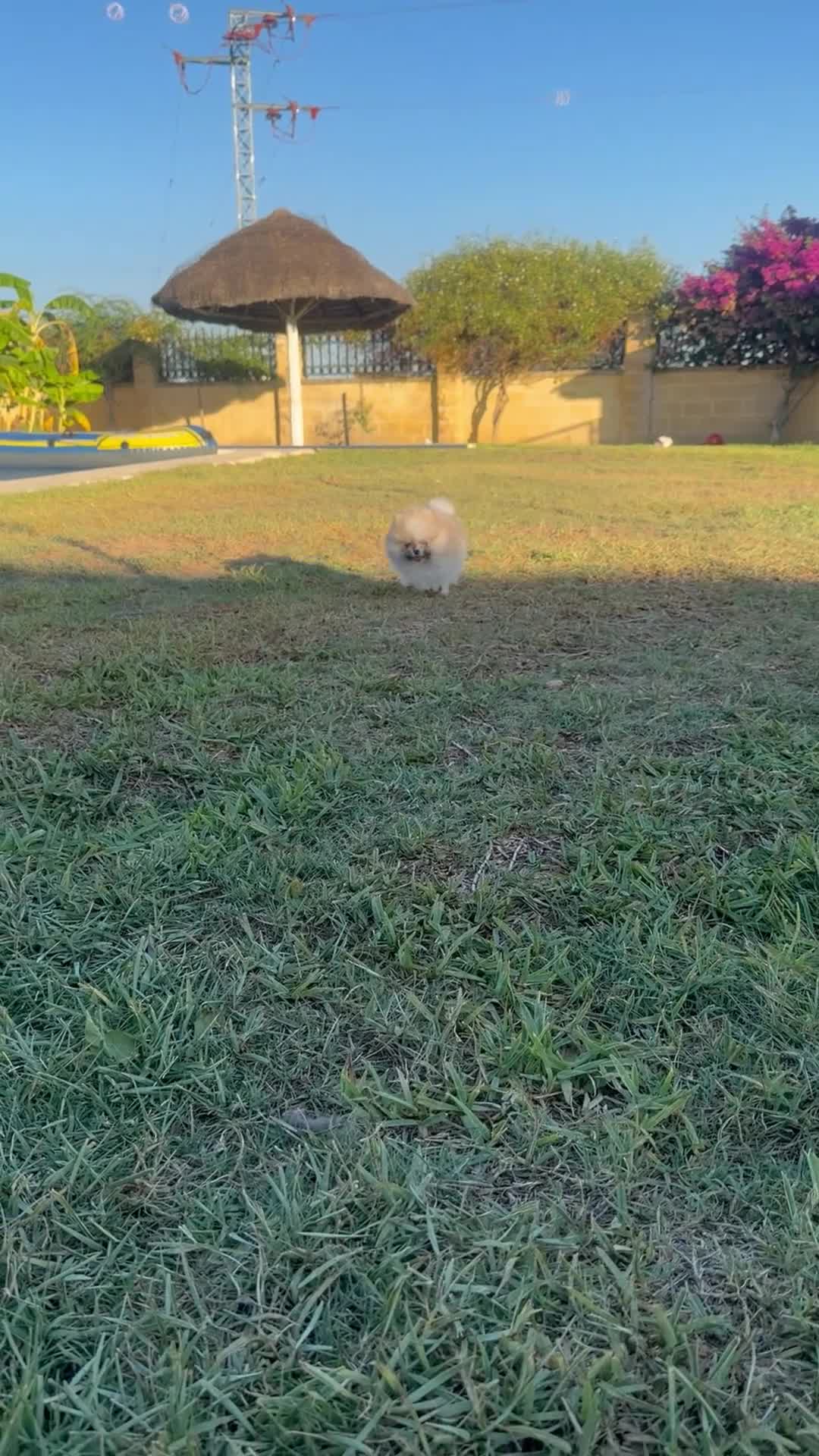 Pomerania perros en venta: Alta selección de Pomeranias  - Video 3