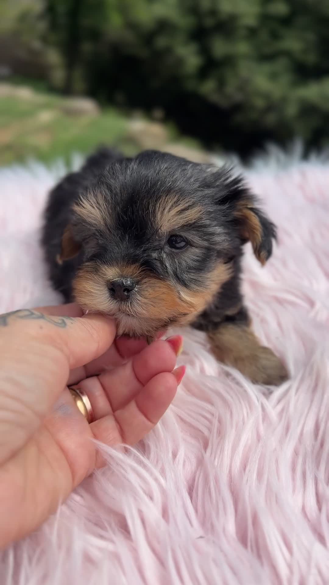 Yorkshire Terrier perros en venta: Yorkshire terrier hembra  - Video 1