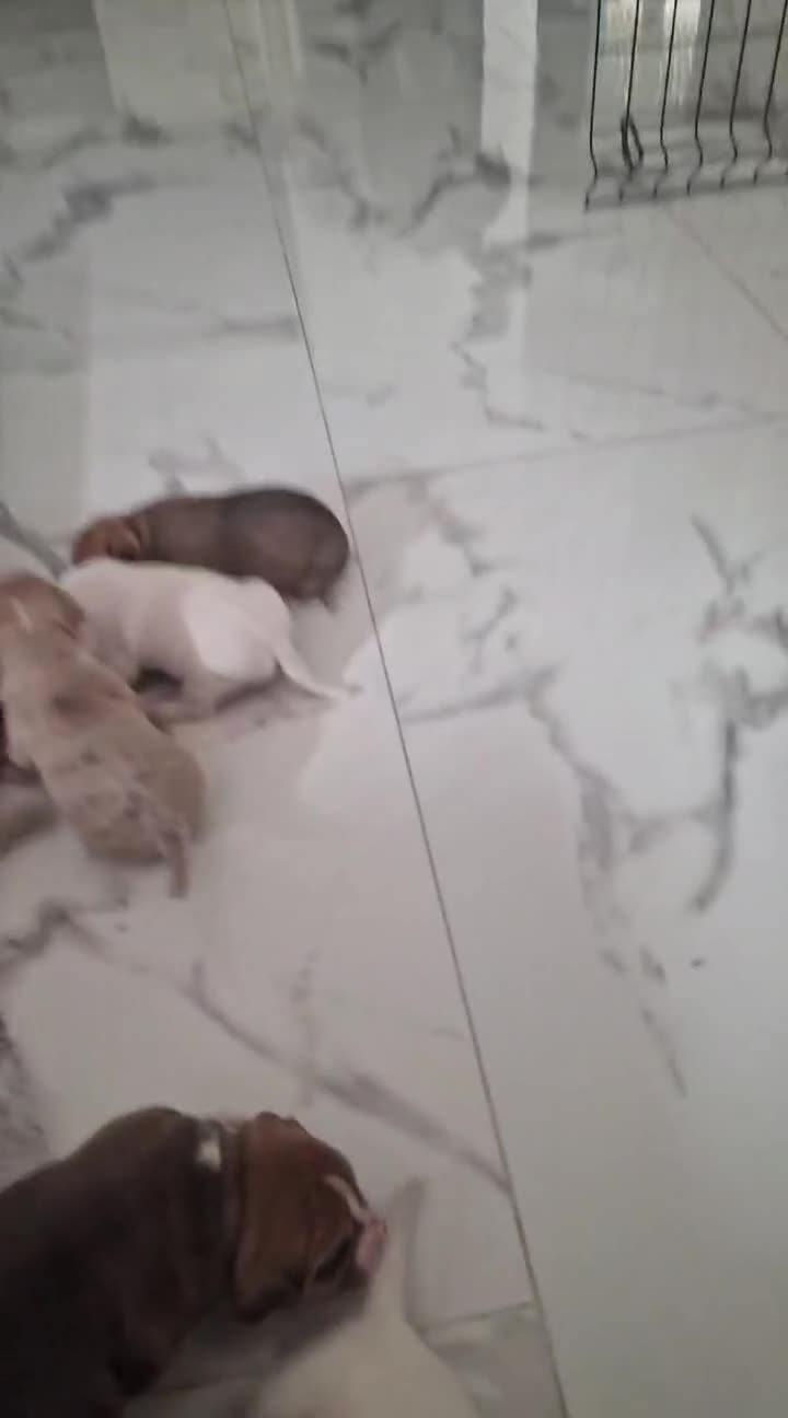 American Bully perros en venta: American bully  - Video 1