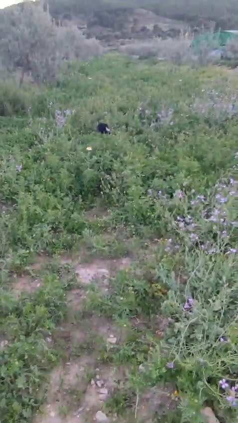 Pastor Miniatura Americano perros en venta: CACHORRO PASTOR AMERICANO MINIATURA  - Video 2