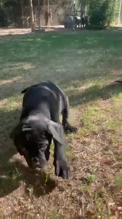 Cane Corso perros en venta: Cane corso negro  - Video 1