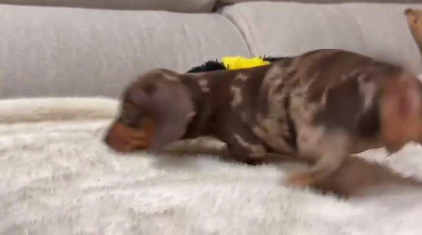 Teckel Miniatura perros en venta: Teckel mini criados en casa MADRID  - Video 1