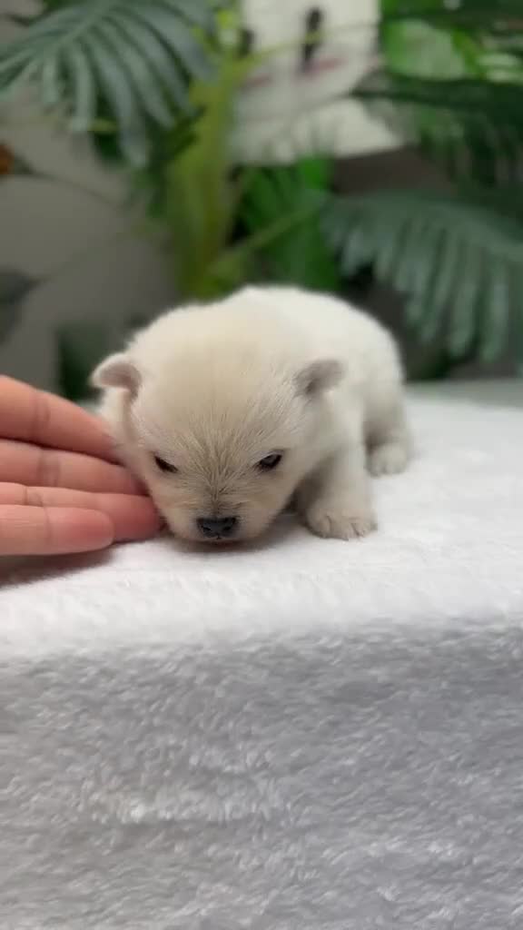Pomerania perros en venta: POMERANIA  - Video 1
