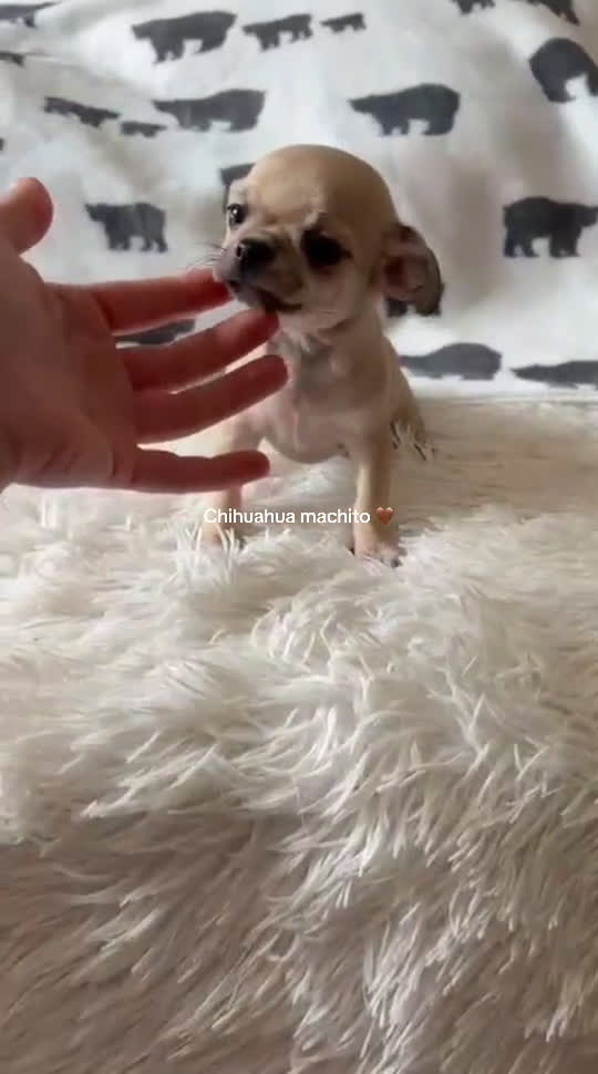 Chihuahua perros en venta: Chihuahua macho - Video 1