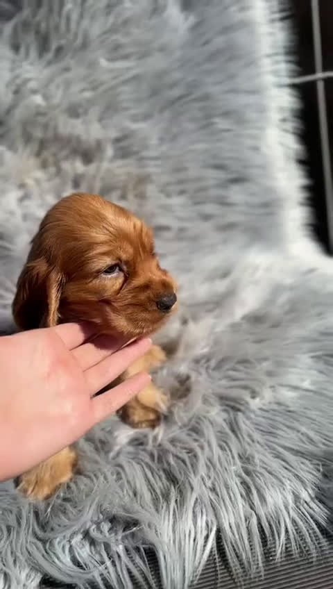 Cocker Spaniel Inglés perros en venta: Cocker inglés dorado  - Video 1