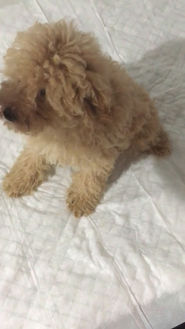 Caniche Toy perros en venta: IMPRESIONANTES CANICHES TOYS Y ENANOS PEQUEÑITOS en Murcia - Video 1