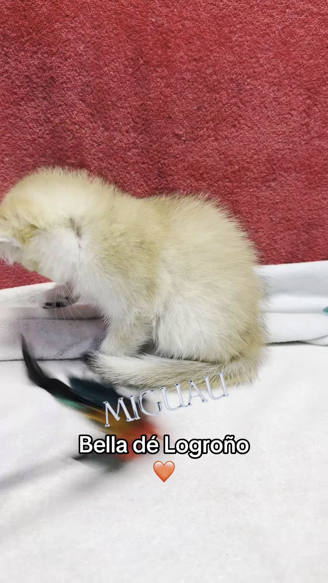 Británico de Pelo Corto gatos en venta: Monísimos British Golden  - Video 2