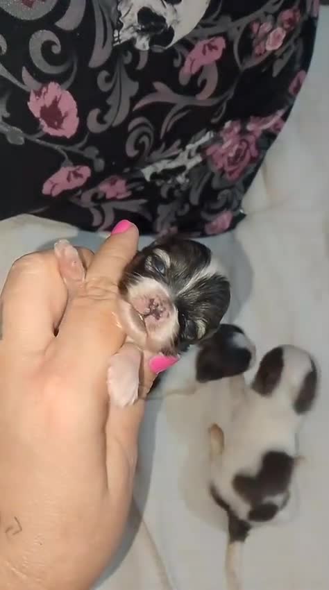Maltipom perros en venta: Camada de maltipom  - Video 1