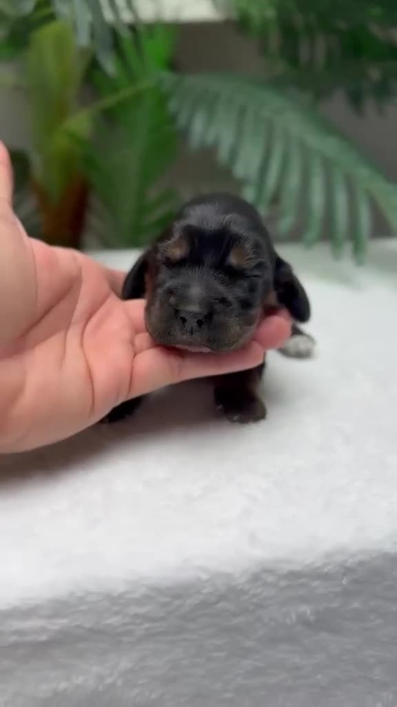 Cocker Spaniel Inglés perros en venta: COCKER SPANIEL INGLES - Video 2