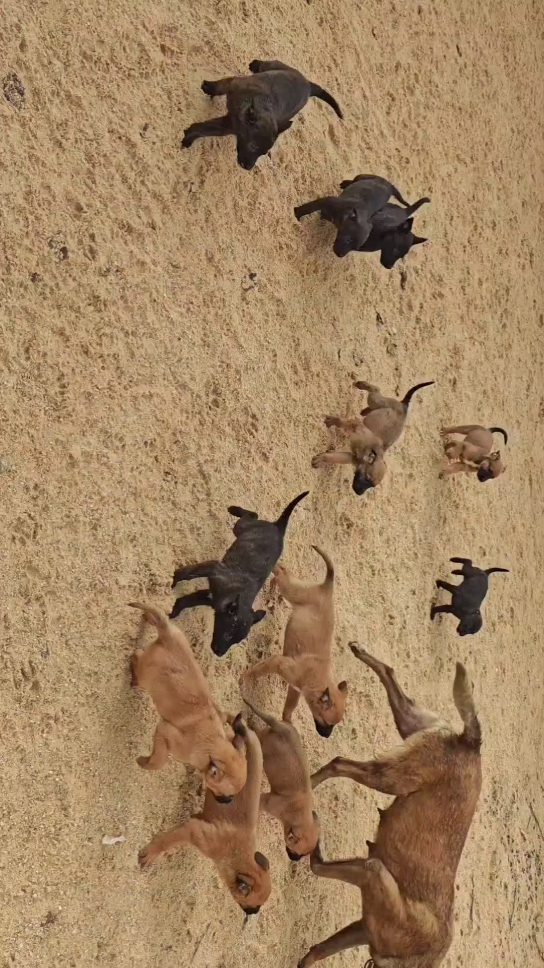 Pastor Belga Malinois perros en venta: Pastor belga - Video 1