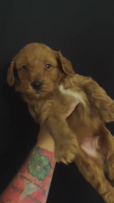 Caniche Toy perros en venta: Caniche toy - Video 2