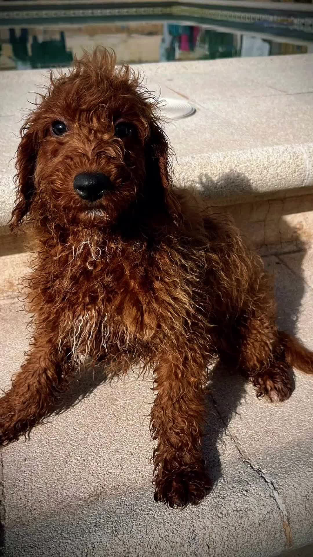 Caniche Enano perros en venta: Caniche enano  - Video 1