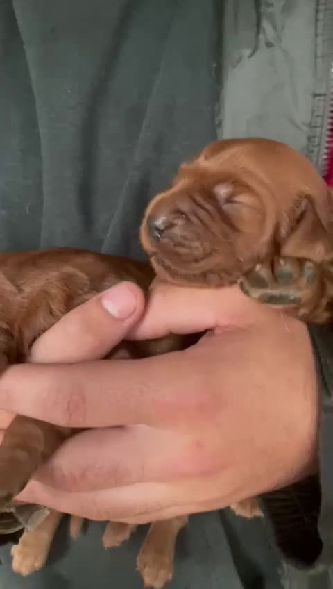 Setter Irlandés Rojo perros en venta: Setter irlandés rojo - Video 1