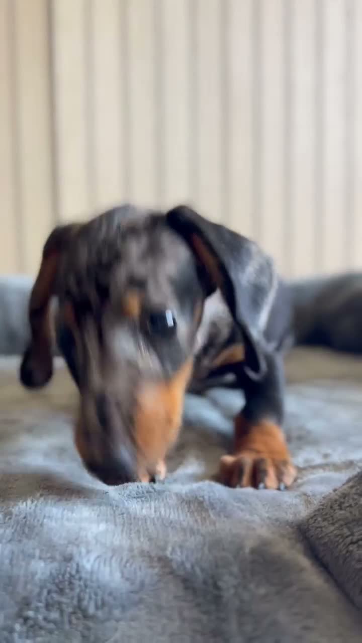Teckel Miniatura perros en venta: Teckel arlequín plata macho - Video 1