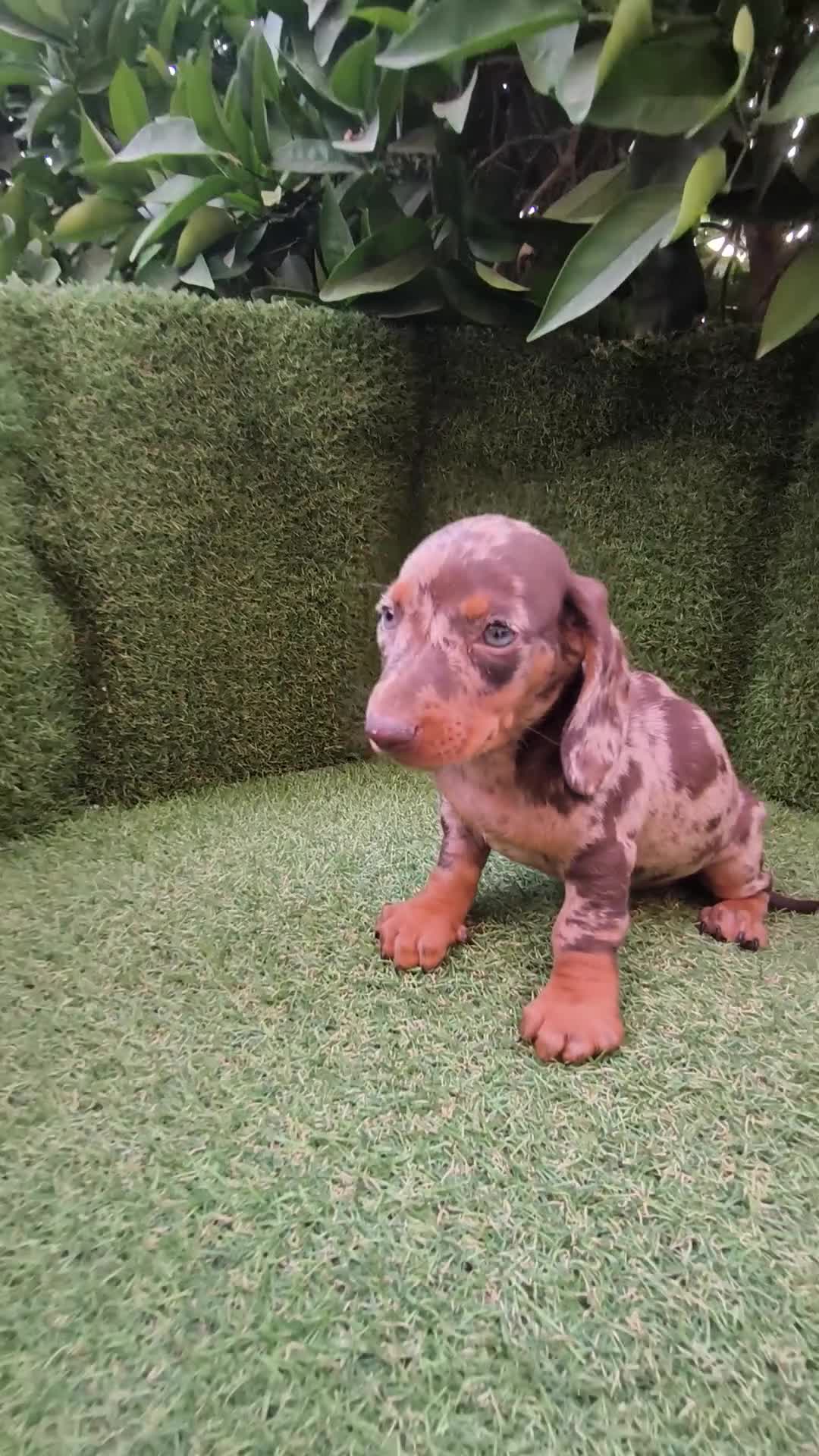 Teckel Miniatura perros en venta: camada teckel  mini de todos los colores  - Video 1
