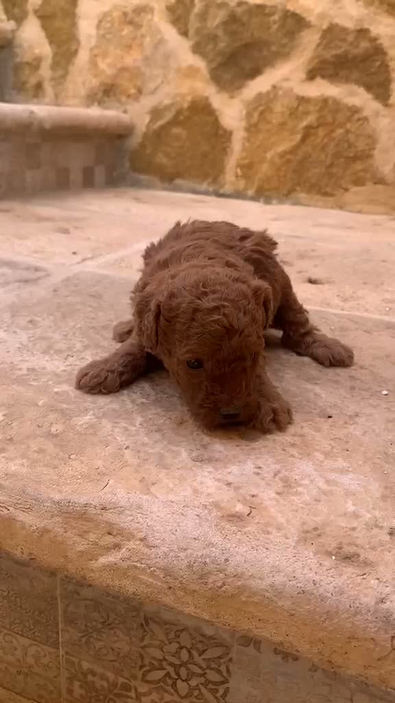 Caniche Toy perros en venta: Machos y hembras de caniche toy rojo - Video 3