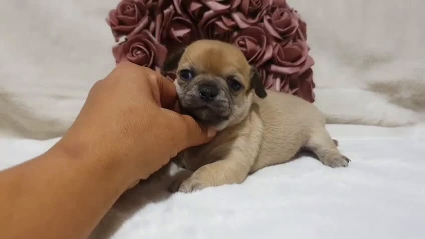 Chihuahua perros en venta: Chiguagua - Video 2