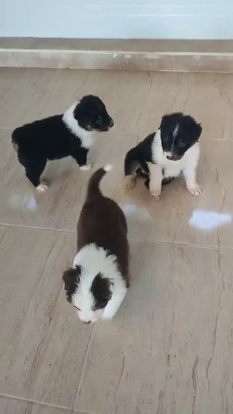 Pastor Australiano perros en venta: PASTOR AUSTRALIANO  - Video 1