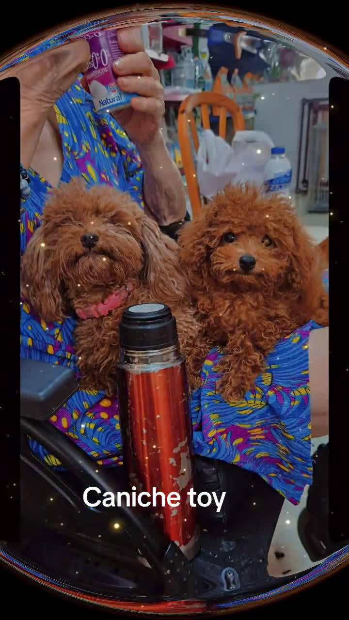 Caniche Toy perros en venta: Caniche toy - Video 1