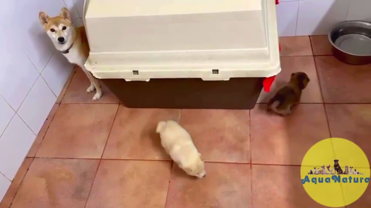 Shiba Inu perros en venta: Camada SHIBA INU de Melani y Silvio - AQUANATURA en Barcelona - Video 1