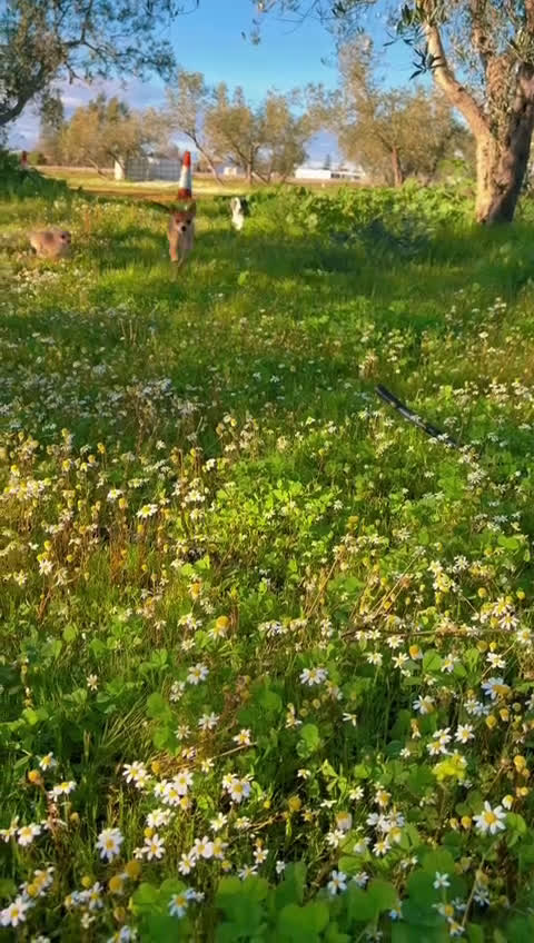 Chihuahua perros en venta: Chihuahua  - Video 1