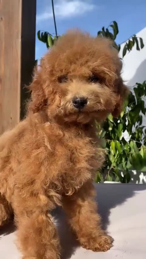 Caniche Toy perros en venta: CANICHES TOY APRICOT - Video 2