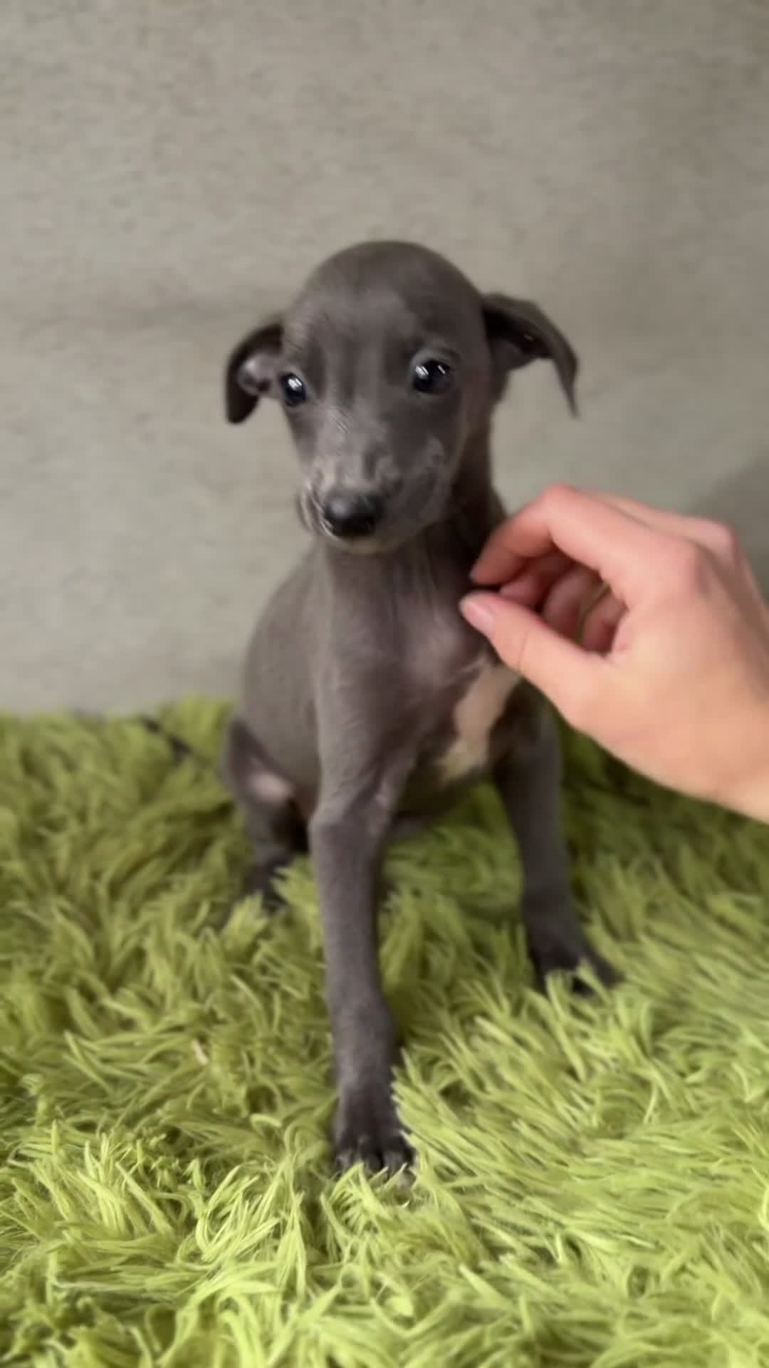 Pequeño Lebrel Italiano perros en venta: Piccolo italiano  - Video 1