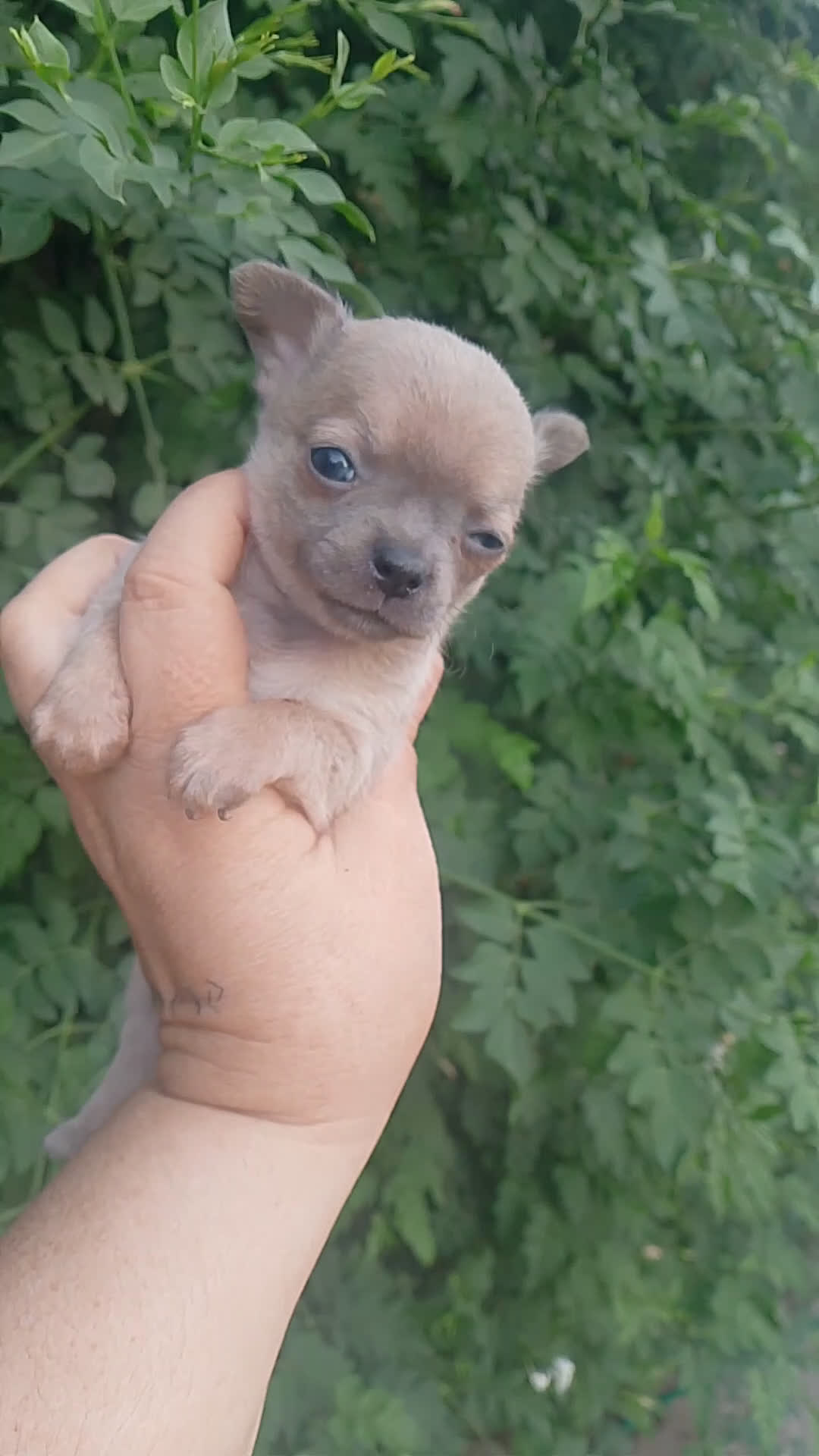 Chihuahua perros en venta: Camada de chihuahua toy  - Video 1