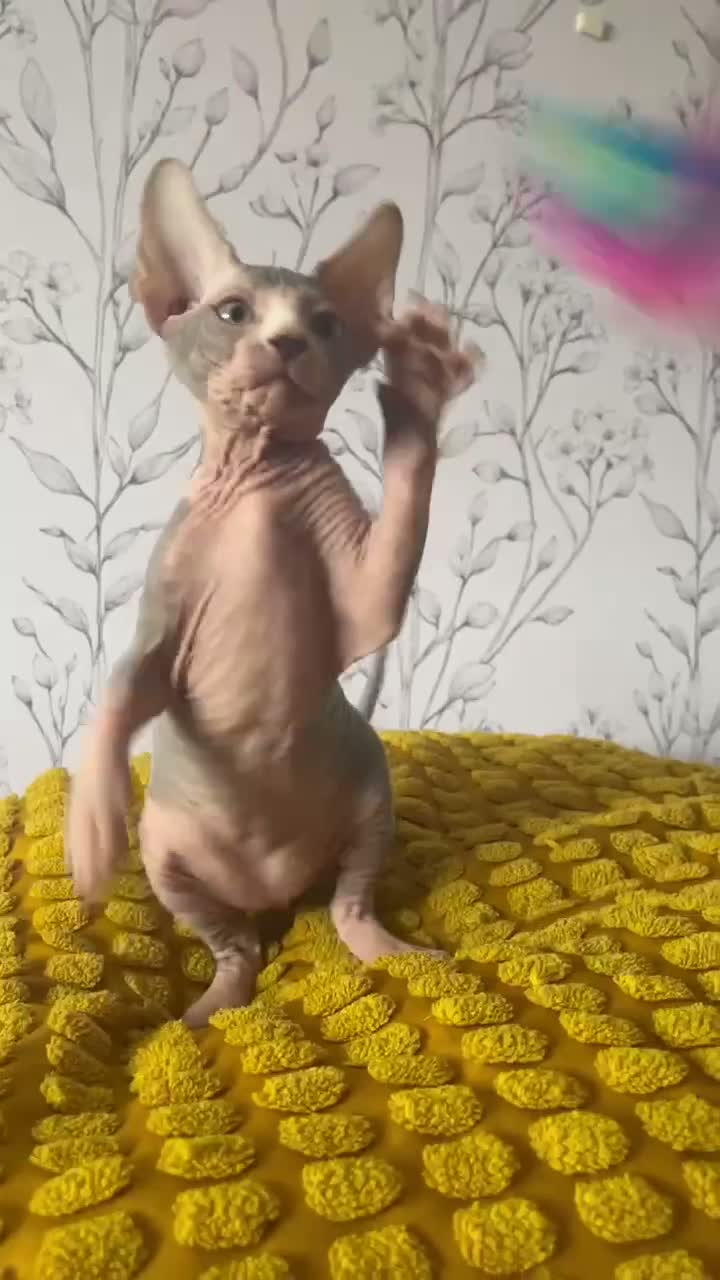 Sphynx gatos en venta: Sphynx - Video 1