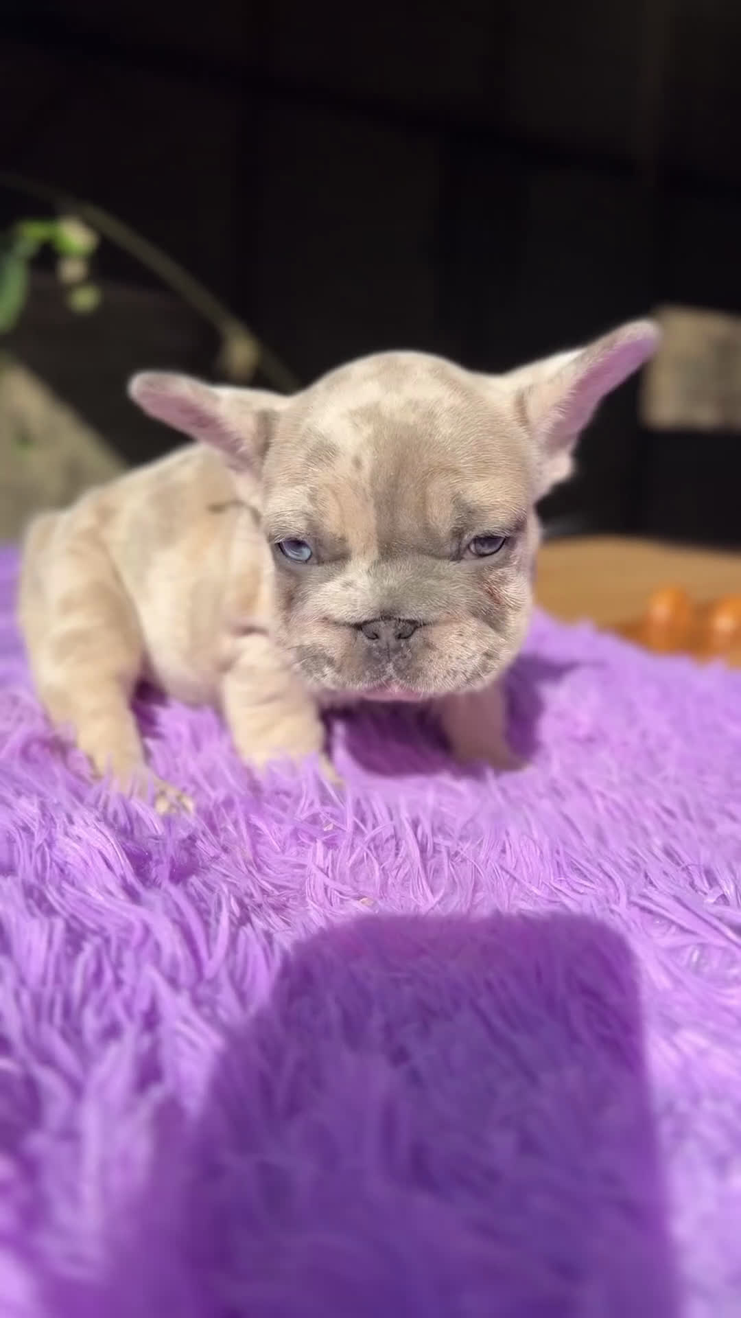 Bulldog Francés perros en venta: Bulldog Bip rope - Video 1