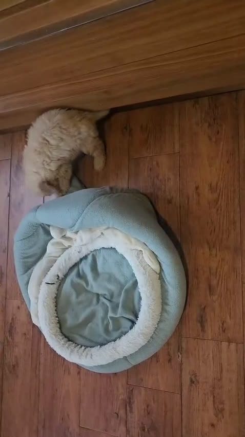 Caniche Toy perros en venta: Oportunidad  - Video 1