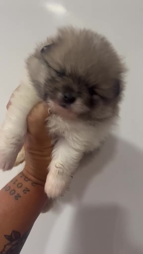 Pomerania perros en venta: Cachorros de pomerania  - Video 2