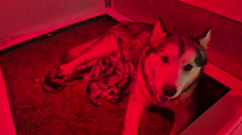 Alaskan Malamute perros en venta: Cachorros Alaskan Malamute en Segovia - Video 1
