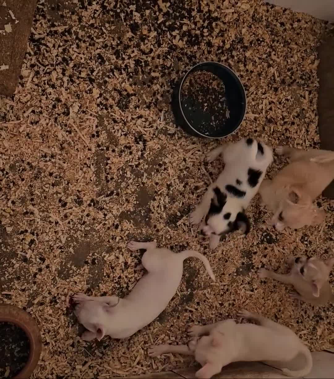 Chihuahua perros en venta: Chihuahuas mini - Video 2