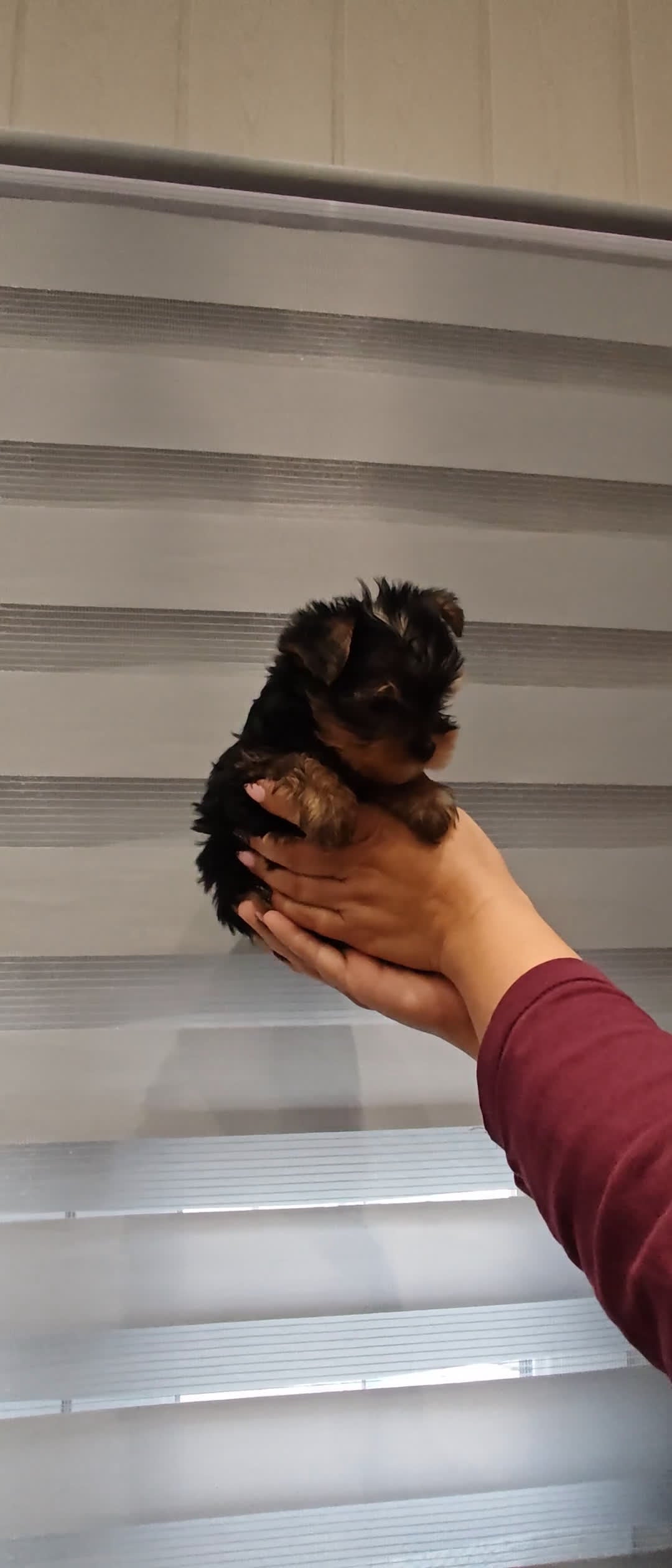 Yorkshire Terrier perros en venta: Camada de Yorkshire - Video 2