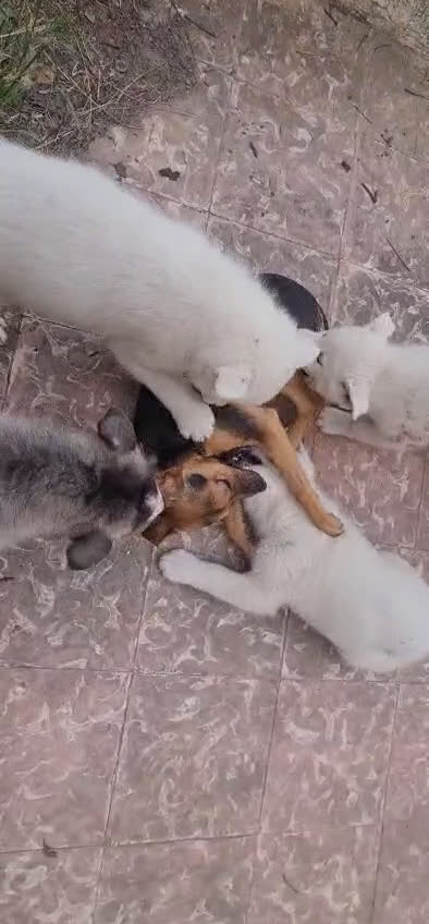 Husky Siberiano perros en venta: Husky siberiano blancos - Video 1