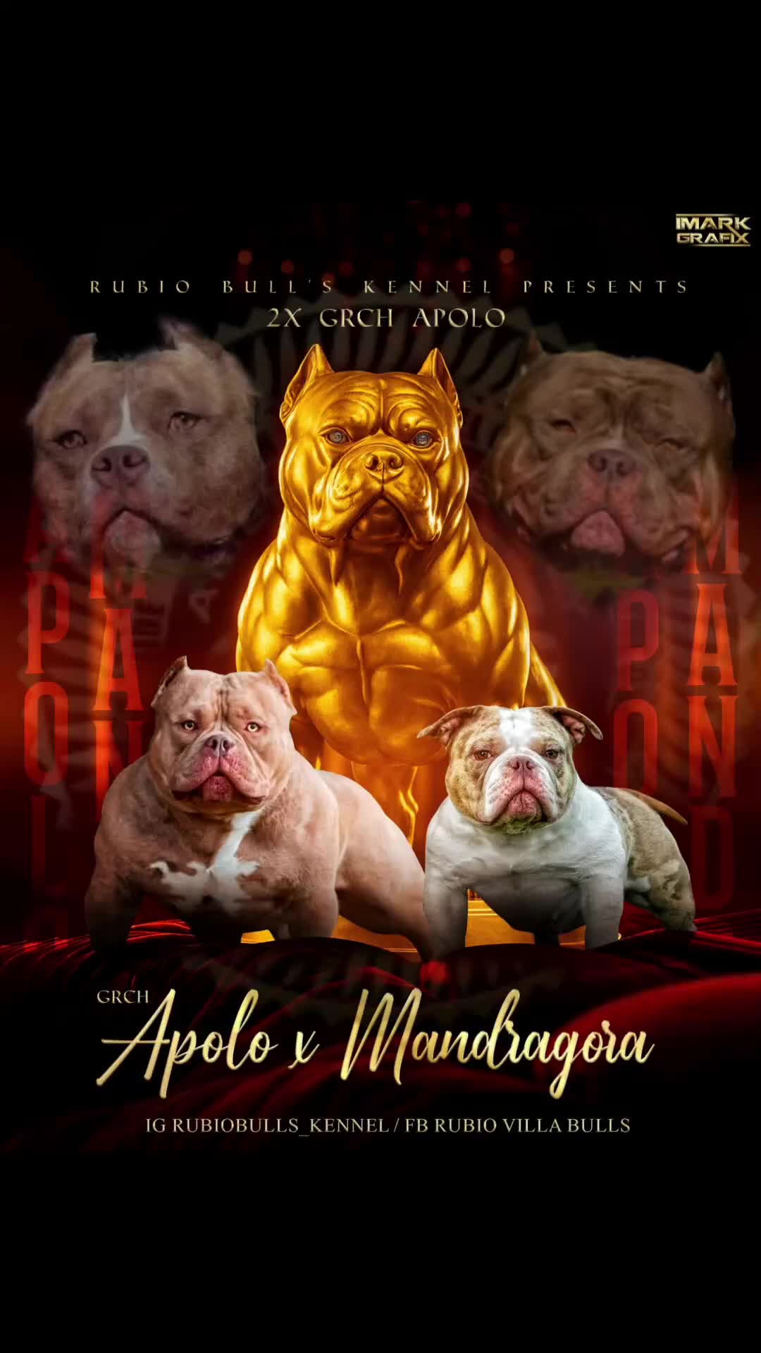 American Bully perros para monta: América bully pocket  - Video 1