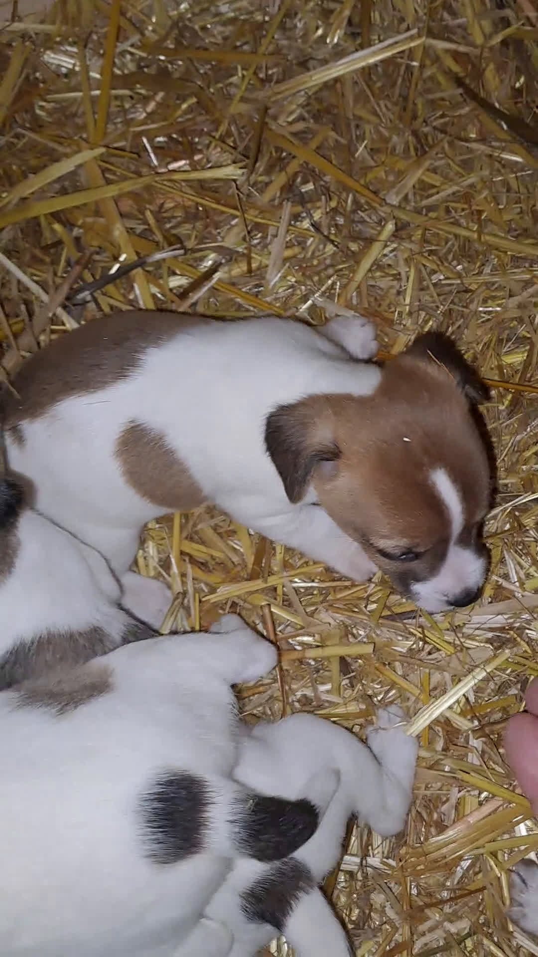 Jack Russell Terrier perros en venta: Jack russell  - Video 1