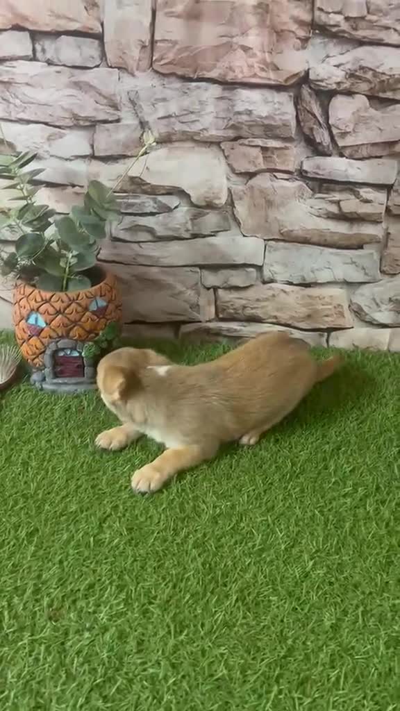 Chihuahua perros en venta: CHIHUAHUA TOY CANELA - Video 1
