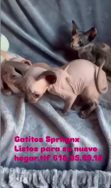 Sphynx gatos en venta: Gatos Sin Pelo Sphynx Belleza y Personalidad Única - Video 1