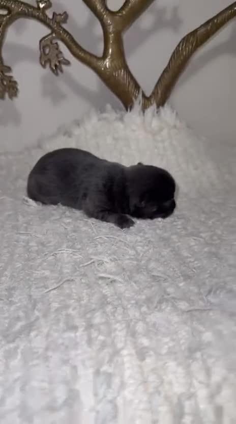 Chihuahua perros en venta: Chihuahua Toy blue cabeza manzana  - Video 2