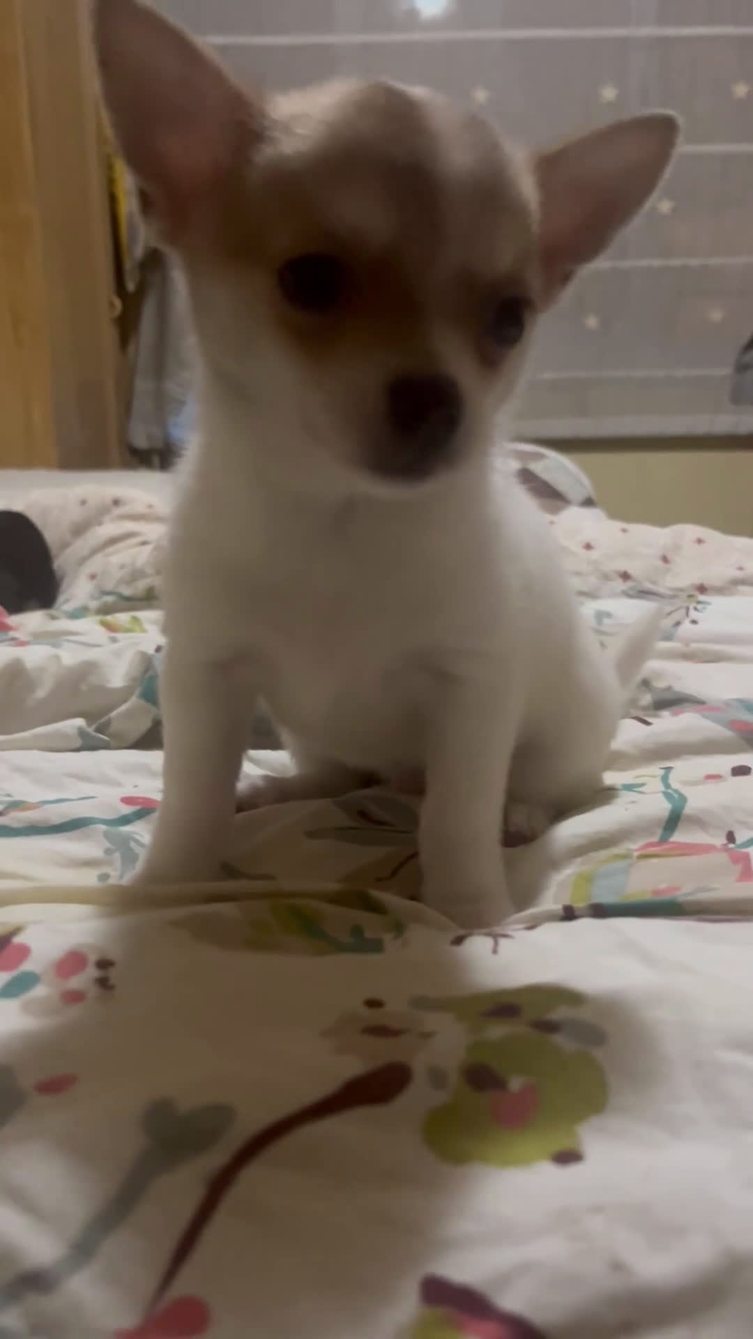 Chihuahua perros en venta: Chihuhua macho  - Video 1