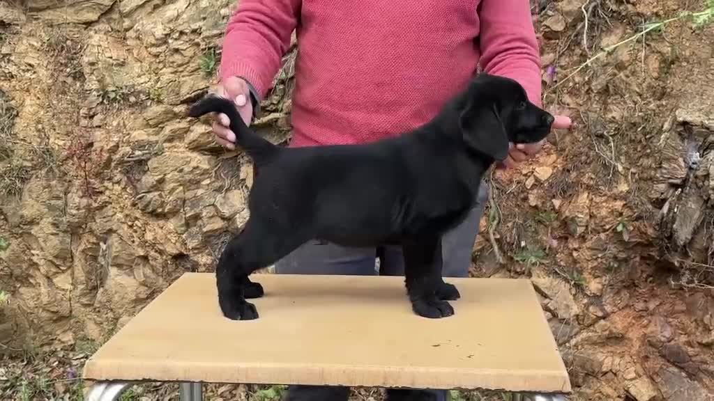 Labrador Retriever perros en venta: PRECIOSO CACHORRO LABRADOR NEGRO. - Video 2