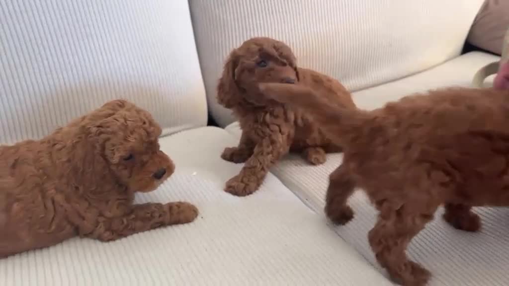 Caniche Toy perros en venta: Caniche toy listos para entregar  - Video 1