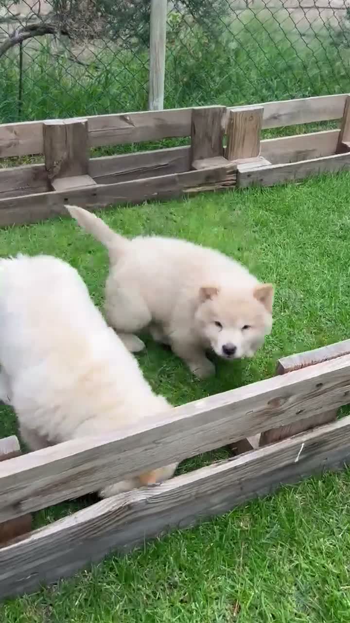 Chow Chow perros en venta: Chow chow - Video 1
