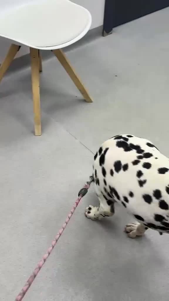 Dálmata perros en venta: Dalmata con pedigrí  - Video 2