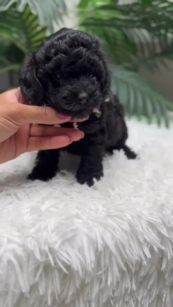 Caniche Toy perros en venta: CANICHE TOY - Video 1