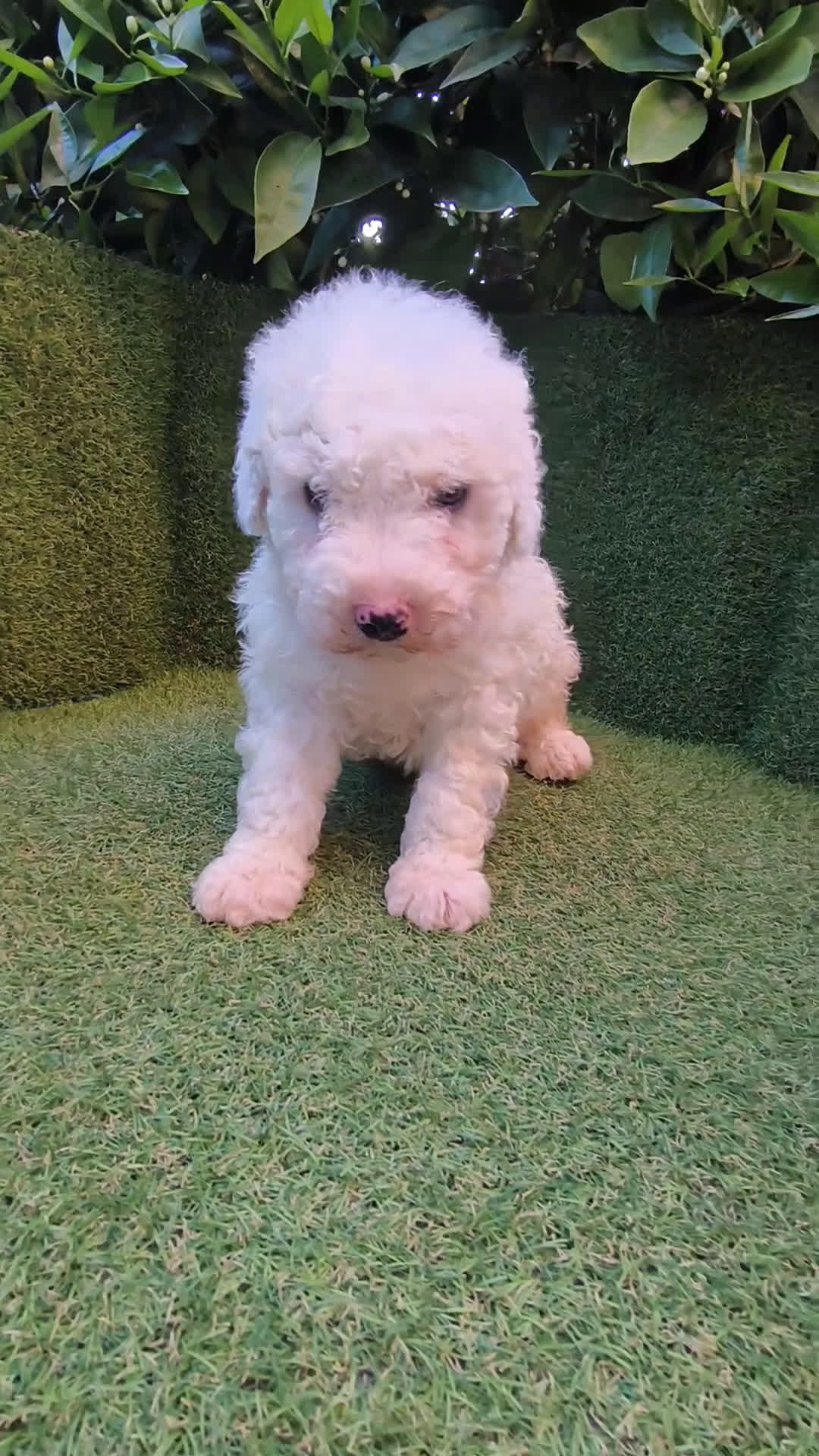 Perro de Agua Español perros en venta: perros agua chocolates , blancos  - Video 3